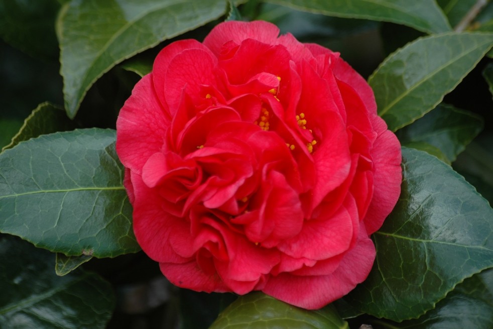 Camellia japonica Kramer's Supreme - Jardins du Monde.be Camellia japonica Kramer's Supreme - Jardins du Monde.be