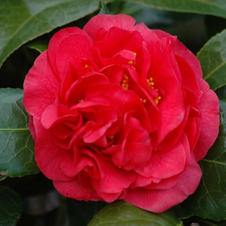 Camellia japonica Kramer's Supreme - Jardins du Monde.be