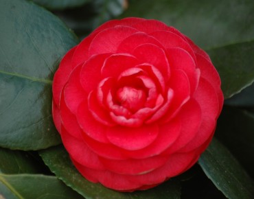 Camellia japonica Margherita Coleoni - Jardins du Monde.be