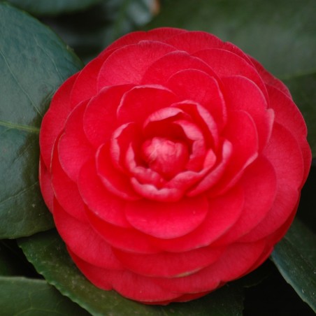Camellia japonica Margherita Coleoni - Jardins du Monde.be