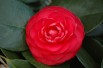 Camellia japonica Margherita Coleoni - Jardins du Monde.be