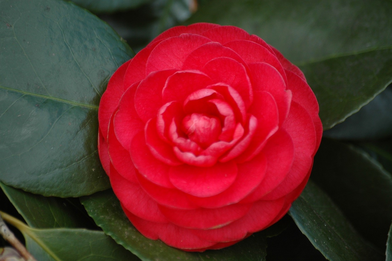 Japanse roos Margherita Coleoni