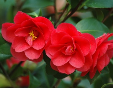 Camellia reticulata Mary Williams - Jardins du Monde.be