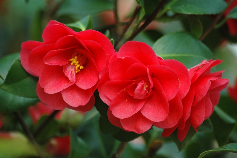 Camellia reticulata Mary Williams - Jardins du Monde.be