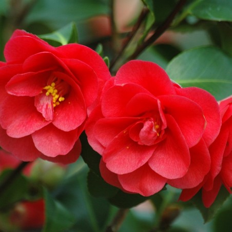 Camellia reticulata Mary Williams - Jardins du Monde.be