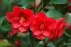 Camellia reticulata Mary Williams - Jardins du Monde.be