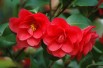 Camellia reticulata Mary Williams - Jardins du Monde.be
