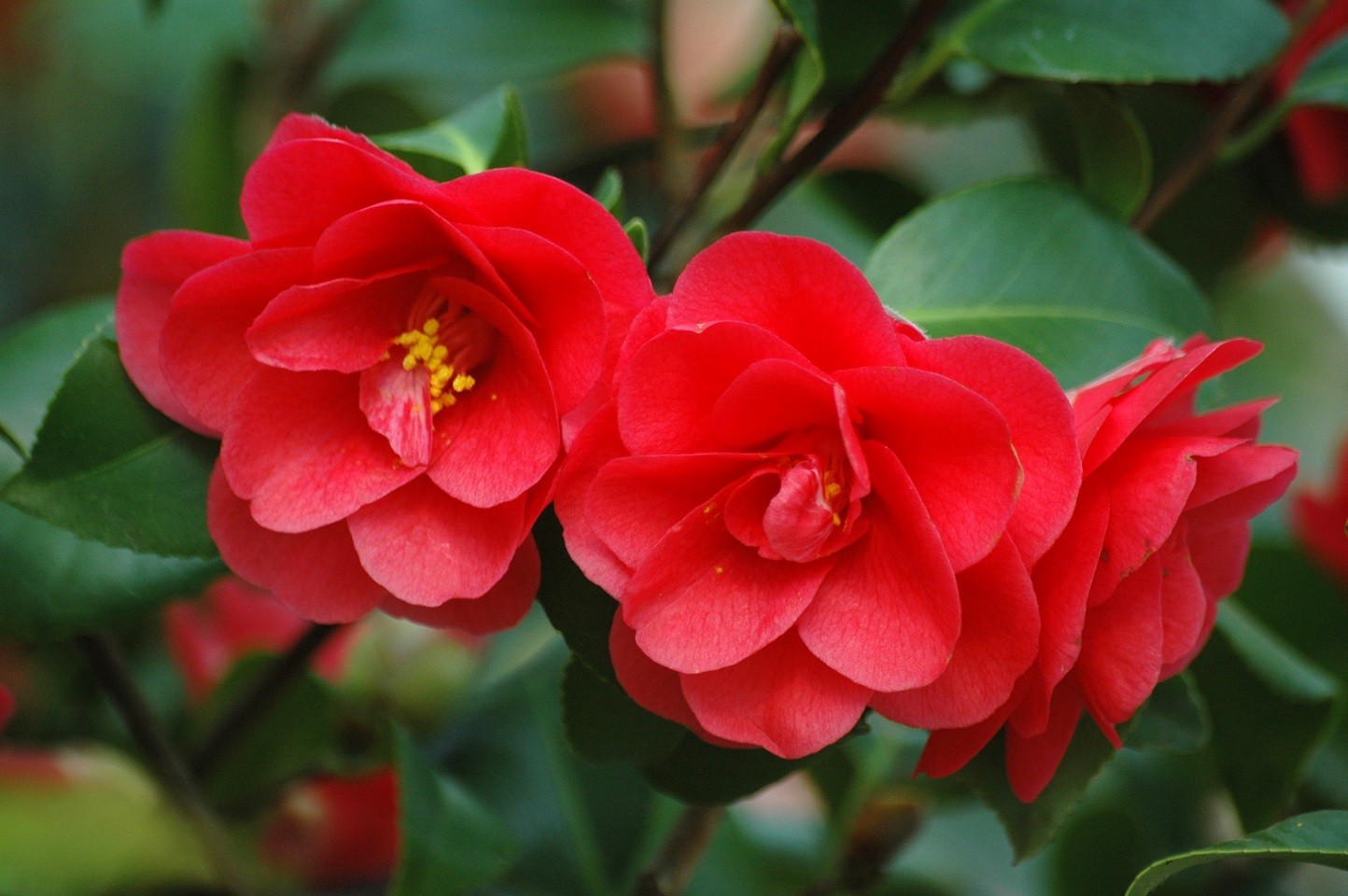 Camellia Mary Williams