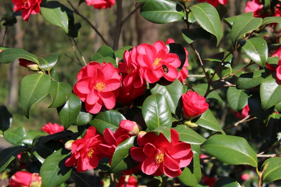 Camellia reticulata Mary Williams - Jardins du Monde.be