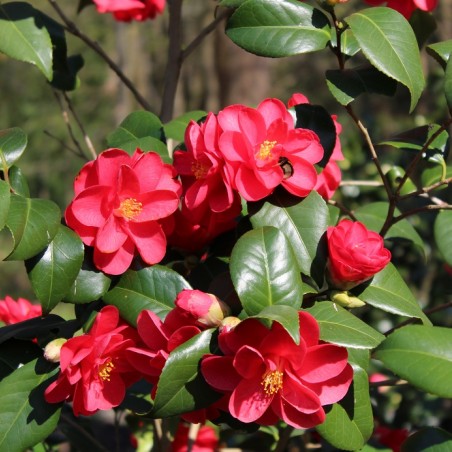 Camellia reticulata Mary Williams - Jardins du Monde.be