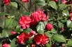Camellia reticulata Mary Williams - Jardins du Monde.be