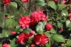 Camellia reticulata Mary Williams - Jardins du Monde.be