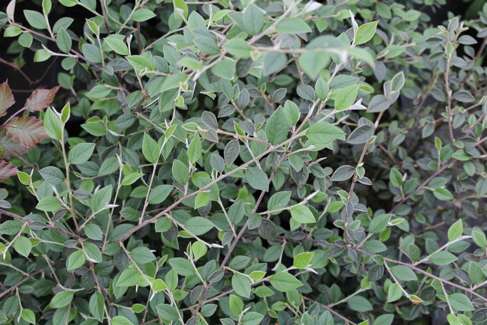 Cotoneaster Franchetii - Jardins du Monde.be