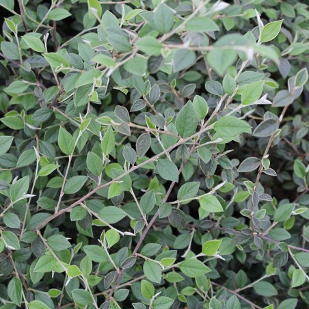 Cotoneaster Franchetii - Jardins du Monde.be
