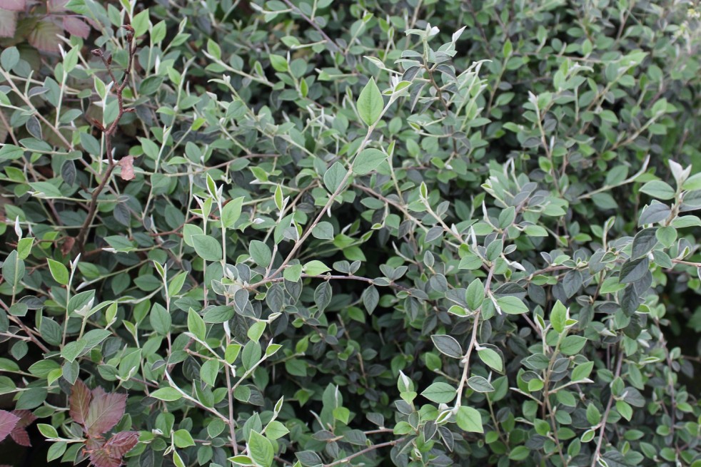 Cotoneaster Franchetii - Jardins du Monde.be