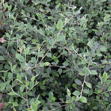 Cotoneaster Franchetii - Jardins du Monde.be