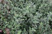 Cotoneaster Franchetii - Jardins du Monde.be