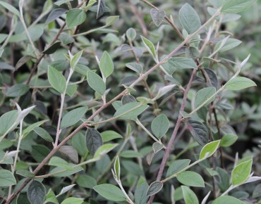 Cotoneaster Franchetii - Jardins du Monde.be