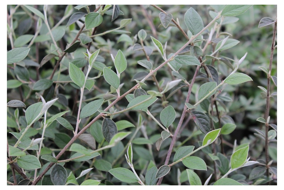 Cotoneaster Franchetii - Jardins du Monde.be