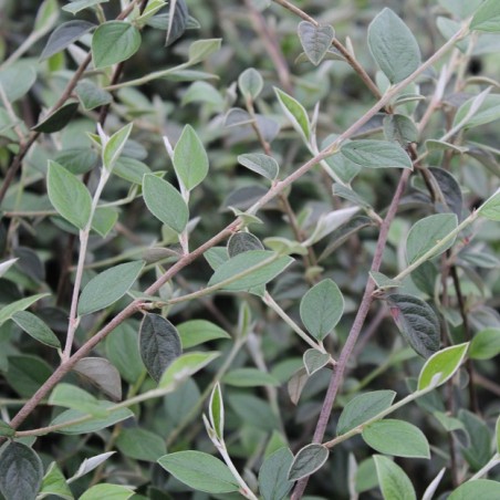 Cotoneaster Franchetii - Jardins du Monde.be