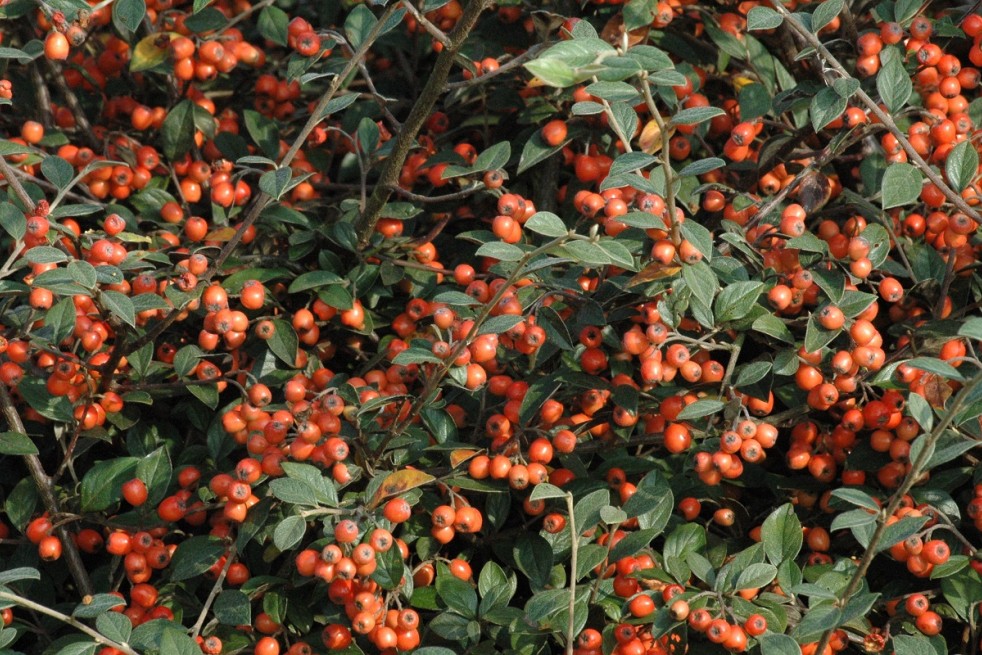 Cotoneaster Franchetii - Jardins du Monde.be
