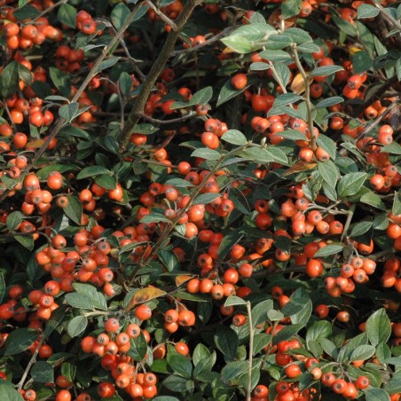 Cotoneaster Franchetii - Jardins du Monde.be
