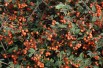 Cotoneaster Franchetii - Jardins du Monde.be
