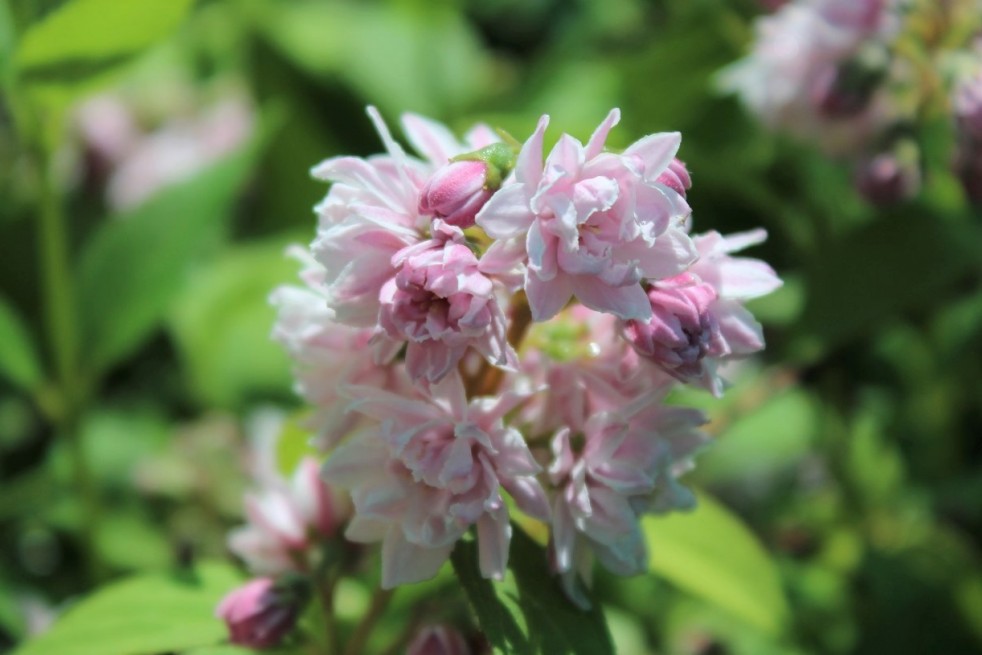 Deutzie scabra rosea plena Jardins du Monde.be Deutzie scabra rosea plena Jardins du Monde.be