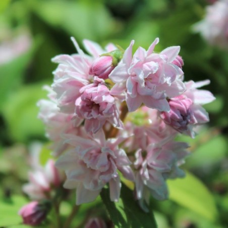 Deutzie scabra rosea plena Jardins du Monde.be