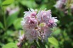 Deutzie scabra rosea plena Jardins du Monde.be