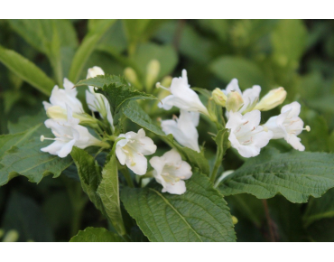 Weigela Candida - jardins du Monde.be