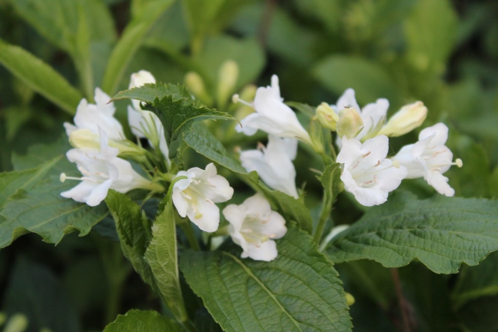 Weigela Candida - jardins du Monde.be