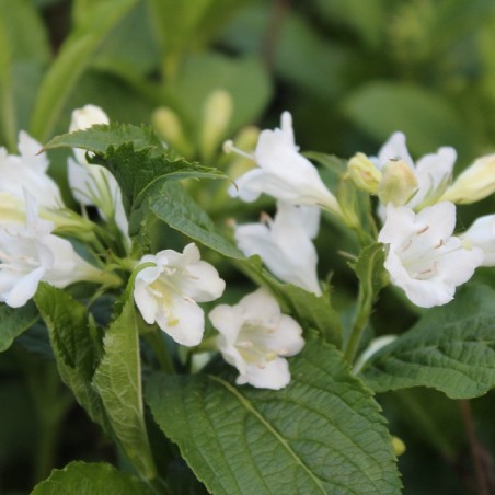 Weigela Candida - jardins du Monde.be
