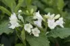 Weigela Candida - jardins du Monde.be
