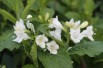 Weigela Candida - jardins du Monde.be