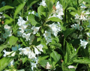 Weigela Candida - jardins du Monde.be