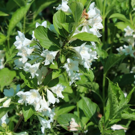 Weigela Candida - jardins du Monde.be