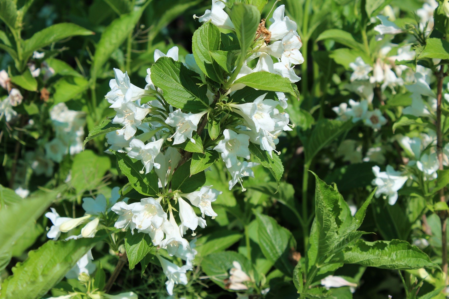 Weigelia blanc