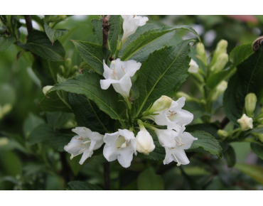 Weigela Candida - jardins du Monde.be