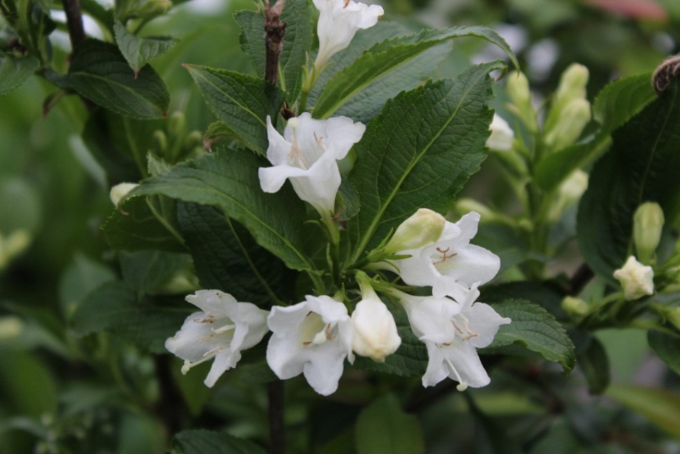 Weigela Candida - jardins du Monde.be