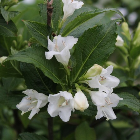 Weigela Candida - jardins du Monde.be