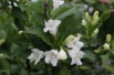 Weigela Candida - jardins du Monde.be Weigela Candida - jardins du Monde.be