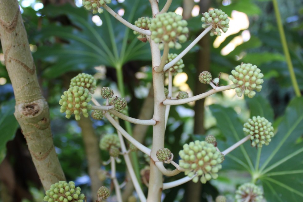 Fatsia japonica Spider's web - Jardins du Monde.be