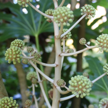 Fatsia japonica Spider's web - Jardins du Monde.be
