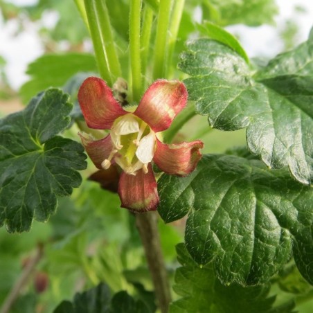Ribes uva-crispa Achilles - Jardins du Monde.be
