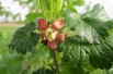 Ribes uva-crispa Achilles - Jardins du Monde.be