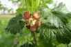 Ribes uva-crispa Achilles - Jardins du Monde.be