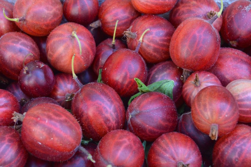 Ribes uva-crispa Achilles Ribes uva-crispa Achilles