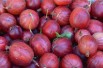 Ribes uva-crispa Achilles Ribes uva-crispa Achilles