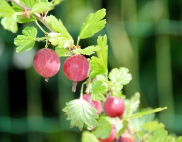 Ribes uva-crispa Achilles